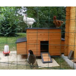 Pondoir 2 places en bois FSC pour poulailler - Image 4